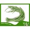 High Yield OP Yard Long Bean Seed - YLB.1