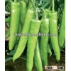 Chinese New Bred Hybrid F1 Light Green Chili Pepper Seeds For Sale-Fortune Beauty