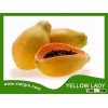 High Yield F1 Hybrid Papaya Seed - YELLOW LADY