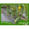 High Yield F1 Hybrid Cucumber Seed - GALAXY 04
