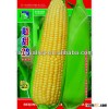 High Yield High Quality Hybrid F1 Bulk Sweet Corn Seed For Sale