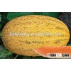 Cantaloupe seeds hybrid muskmelon seeds hami melon seeds For planting-Lian chuang Mi