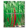 Hybrid Hot Cayenne Long Chili Pepper Seeds For Sale-Crown Grand