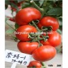 Hybrid TY Resistance Red Tomato Seeds For Sale Indeterminate Growth For Over Summering Or Late Autum