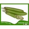 High Yield F1 Hybrid Green Eggplant Seed - GREENIE EGG