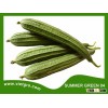 High Yield F1 Hybrid Ridge Luffa- Asian Vegetable Seed - SUMMER GREEN 04
