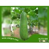 High Yield F1 Hybrid Wax Gourd Squash Gourd ALITS S04- Asian Tropical Vegetable Seed for planting