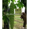 Chinese Hybrid Bitter Gourd Seeds/Bitter Melon Seeds/Balsam Pear Seed For Planting