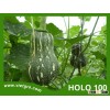 High Yield F1 Hybrid Pumpkin Seed - HOLO 100