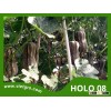 High Yield F1 Hybrid Pumpkin Seed - HOLO 08