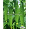 Planting/Growing Less Thorn Chinese Sweet and Crisp Cucumber Seeds