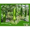 High Yield F1 Hybrid Star Bottle Gourd Seed - SPOTIE 05