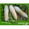 High Yield F1 Hybrid Pumpkin Seed - LENTHY 120