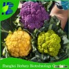 High yield bulk hybrid f1 cauliflower seeds for planting