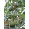 High yield hybrid F1 japanese melon seeds sweet melon seeds For Growing-Cui Hua Mi