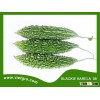 High Yield F1 Hybrid Bitter Gourd BLACKIE KARELA 08 - Asian Tropical Vegetable Seeds