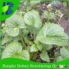 2016 fresh Wasabi seeds for growing