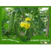 High Yield F1 Hybrid Luffa- Asian Vegetable Seed - SUMMER GREEN 03