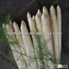 Top Qualify F1 Hybrid Asparagus Seeds for planting