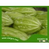 High Yield F1 Hybrid Bitter Gourd SHORTY 06
