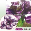 2016 Purple vegetable Seeds Health vegetables seeds for sale-Zi Song No.1