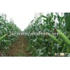Dent corn seed/non gmo seeds for sale