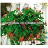2016 Newly Creeping Strawberry Seeds for sale online