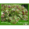High Yield OP Purple Amaranth Seed VGAR