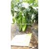 Hybrid pepper seeds High yield Bid friut pepper seeds Chinese vegetable seeds for planting-SunMei