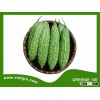 High Yield F1 Hybrid Bitter Gourd Seed - GREENIE 130