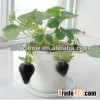 2016 Newly Black Strawberry Seeds for pot cultivating