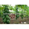 Hybird Papaya Seed For Sale (Growing)