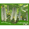 High Yield F1 Hybrid Cucumber Seed - FORTUNE 06