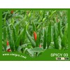 High Yield F1 Hybrid Chilli Seed - Spicy 03