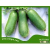 High Yield F1 Hybrid Wax Gourd Squash Gourd Seed ALITS S03- Asian Tropical Vegetable Seed for planti