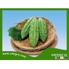 High Yield F1 Hybrid Bitter Gourd Seed GREENIE 03