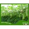 High Yield F1 Hybrid Star Bottle Gourd Seed - SPOTIE 08