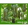 High Yield F1 Hybrid Pumpkin Seed - HOLO 130