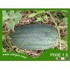 High Yield F1 Hybrid Watermelon Seed - PIXIE 1.0