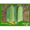 High Yield F1 Hybrid Wax Gourd Squash Gourd MED S02- Asian Tropical Vegetable Seed for planting