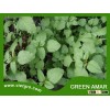 High Yield OP Green Amaranth Seed VGAR