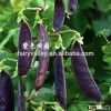 High quality Purple Snow peas seeds Pea seeds chinese vegetable seeds For planting