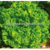 Green Lettuce Seed/Loose leaves lettuce