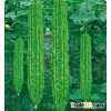 Hybrid F1 Early Maturity Bitter Melon Seeds/Bitter Gourd Seeds/Balsam Pear Seeds For Sale- Green Wan