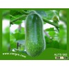 High Yield F1 Hybrid Wax Gourd Squash Gourd ALITS S02- Asian Tropical Vegetable Seed for planting