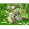 High Yield F1 Hybrid Pumpkin Seed - LOWEEN 160