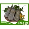 High Yield F1 Hybrid Pumpkin Seed - HOLO 150