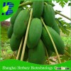 2016 Hybrid F1 High Yield Red Lady Papaya Seeds For Growing