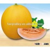 Hybrid F1 sweet melon seeds For Growing-Xin Jin Tong