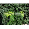 High Heat resistant F1 Hybrid Watermelon seeds for planting